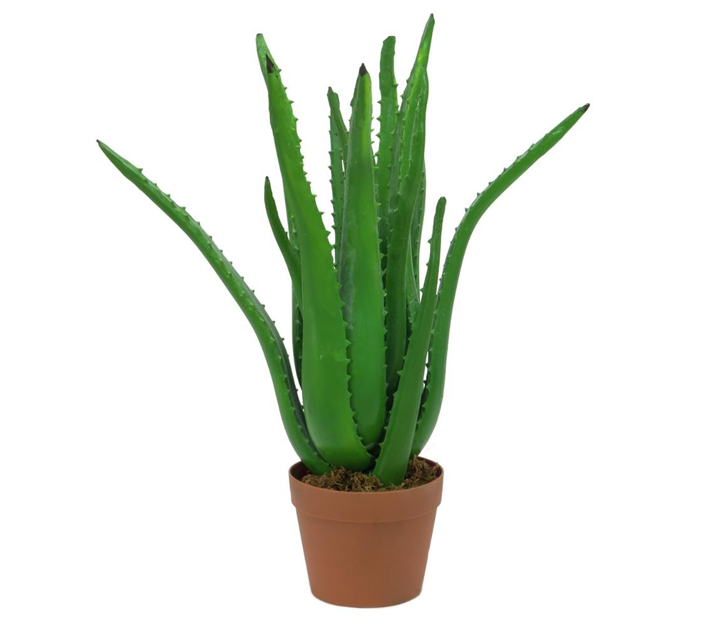 hage krak Cirkel Aloe vera plante, 63 cm - Se dagspris på Lightstore.dk