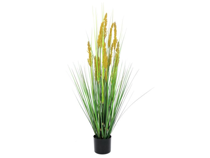 Tekokasvi Parrot grass, 120 cm.