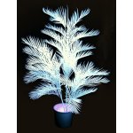 UV active plants