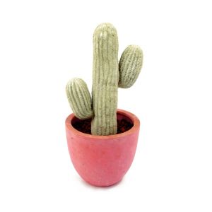 Cactus & desert plants
