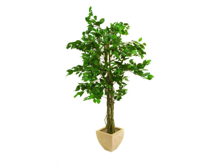 Konstgjord Ficus tr&auml;d multistam, 150cm